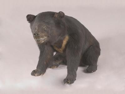 Formosan Black Bear Collection Image, Figure 6, Total 13 Figures