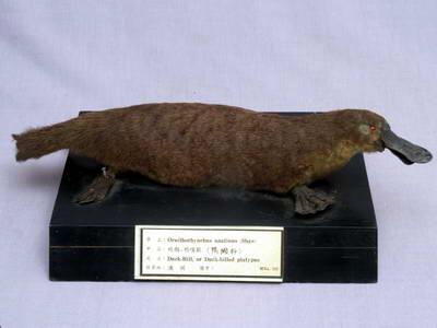 Duck-billed Platypus Collection Image, Figure 4, Total 7 Figures