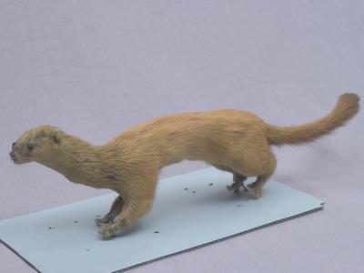 Golden Weasal Collection Image, Figure 4, Total 11 Figures