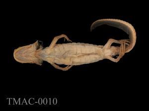 Accession Number:TMAC0010 Collection Image, Figure 8, Total 15 Figures