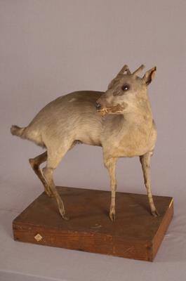 山羌藏品圖，第4張