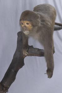 Formosan Rock-monkey Collection Image, Figure 4, Total 7 Figures