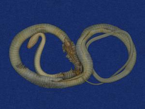 Big-eyed rat snake Collection Image, Figure 6, Total 9 Figures