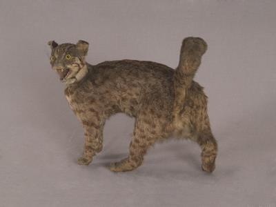 Leopard Cat Collection Image, Figure 4, Total 12 Figures