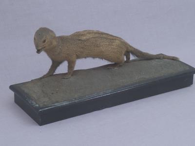 Crab-eating Mongoose Collection Image, Figure 4, Total 13 Figures