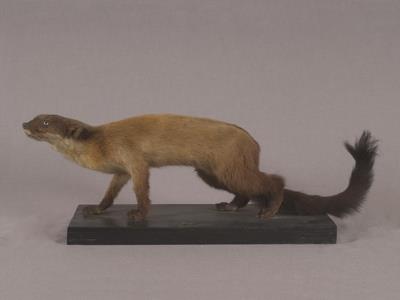 Formosan Yellow-throated Marten Collection Image, Figure 4, Total 12 Figures