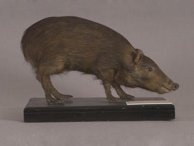 Formosan Wild Boar Collection Image, Figure 4, Total 16 Figures