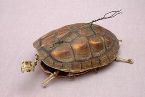 Chinese striped-neck turtle Collection Image, Figure 4, Total 13 Figures