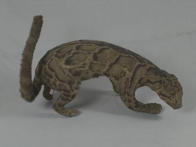 臺灣雲豹藏品圖，第5張