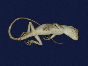 Short-legged japalura Collection Image, Figure 5, Total 7 Figures