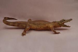 Spectacled caiman Collection Image, Figure 5, Total 15 Figures