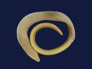 Formosan legless lizard Collection Image, Figure 5, Total 7 Figures