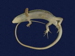 Long-tailed skink Collection Image, Figure 6, Total 9 Figures