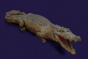 Spectacled caiman Collection Image, Figure 5, Total 12 Figures