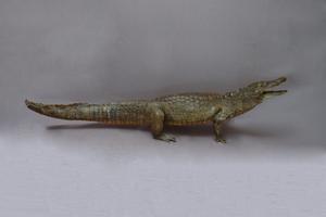 Saltwater Crocodile Collection Image, Figure 5, Total 15 Figures