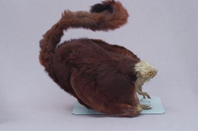 白面鼯鼠藏品圖，第4張