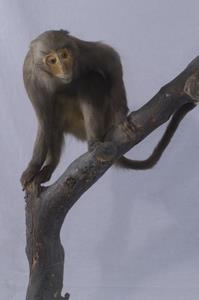 Formosan Rock-monkey Collection Image, Figure 5, Total 10 Figures