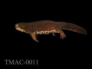 Accession Number:TMAC0011 Collection Image, Figure 8, Total 13 Figures