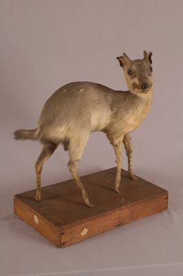 山羌藏品圖，第5張