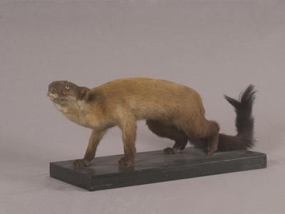 Formosan Yellow-throated Marten Collection Image, Figure 5, Total 12 Figures