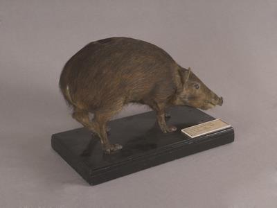 Formosan Wild Boar Collection Image, Figure 5, Total 16 Figures