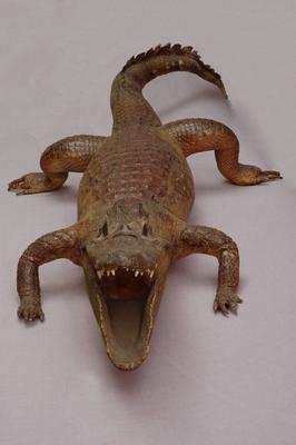 Spectacled caiman Collection Image, Figure 6, Total 15 Figures