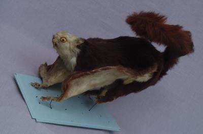 白面鼯鼠藏品圖，第5張
