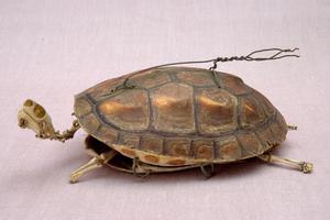 Chinese striped-neck turtle Collection Image, Figure 8, Total 13 Figures