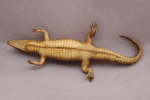 Spectacled caiman Collection Image, Figure 9, Total 15 Figures