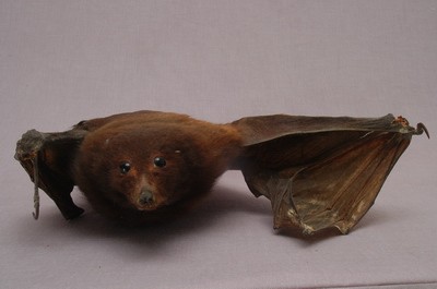 臺灣狐蝠藏品圖，第7張