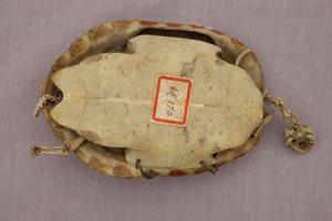 Chinese striped-neck turtle Collection Image, Figure 7, Total 13 Figures