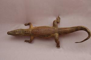 Spectacled caiman Collection Image, Figure 8, Total 15 Figures