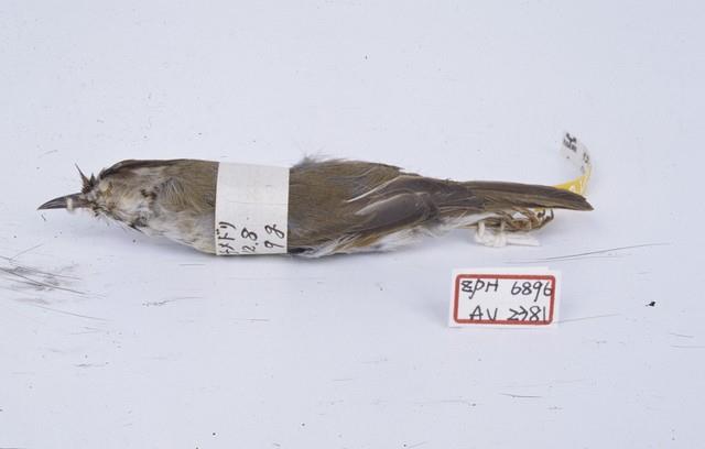 Formosan Yuhina Collection Image, Figure 3, Total 9 Figures