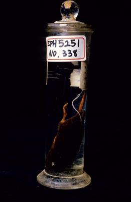 臭鼩藏品圖，第2張