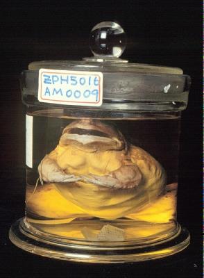  American bullfrog Collection Image, Figure 2, Total 7 Figures