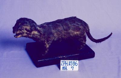 Formosan Clouded Leopard Collection Image, Figure 2, Total 7 Figures