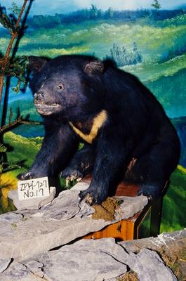 Formosan Black Bear Collection Image, Figure 4, Total 13 Figures