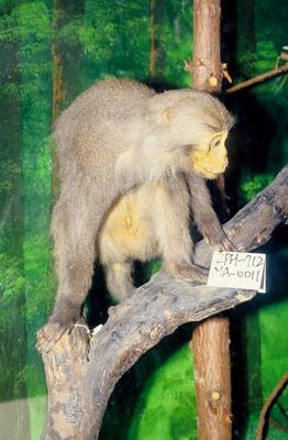 Formosan Rock-monkey Collection Image, Figure 2, Total 10 Figures