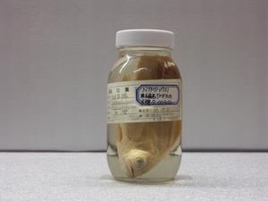 日本真鱸藏品圖，第1張
