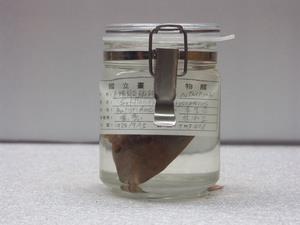 金鰭鼓氣鱗魨藏品圖，第1張