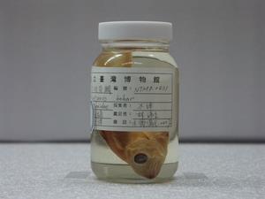 雙斑笛鯛藏品圖，第1張
