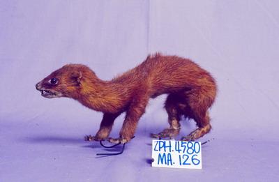 黃鼠狼藏品圖，第2張