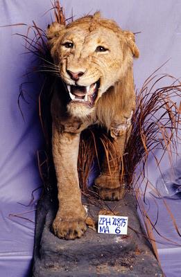 Lion Collection Image, Figure 4, Total 14 Figures