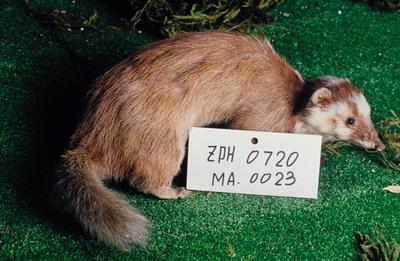 鼬獾藏品圖，第2張