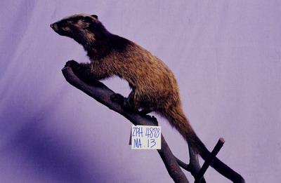 Foemosan Gem-faced Civet Collection Image, Figure 2, Total 12 Figures