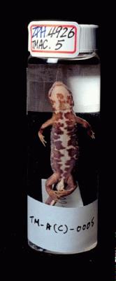Accession Number:TMAC0005 Collection Image, Figure 5, Total 13 Figures