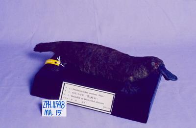 Duck-billed Platypus Collection Image, Figure 2, Total 7 Figures
