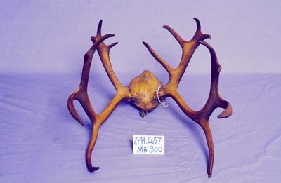 馴鹿角藏品圖，第2張