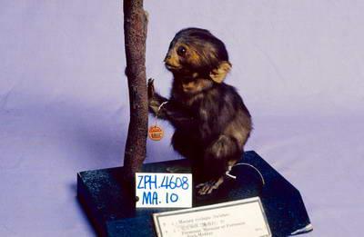 Formosan Rock-monkey Collection Image, Figure 2, Total 15 Figures