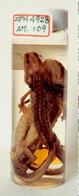 Accession Number:TMAC0010 Collection Image, Figure 6, Total 15 Figures